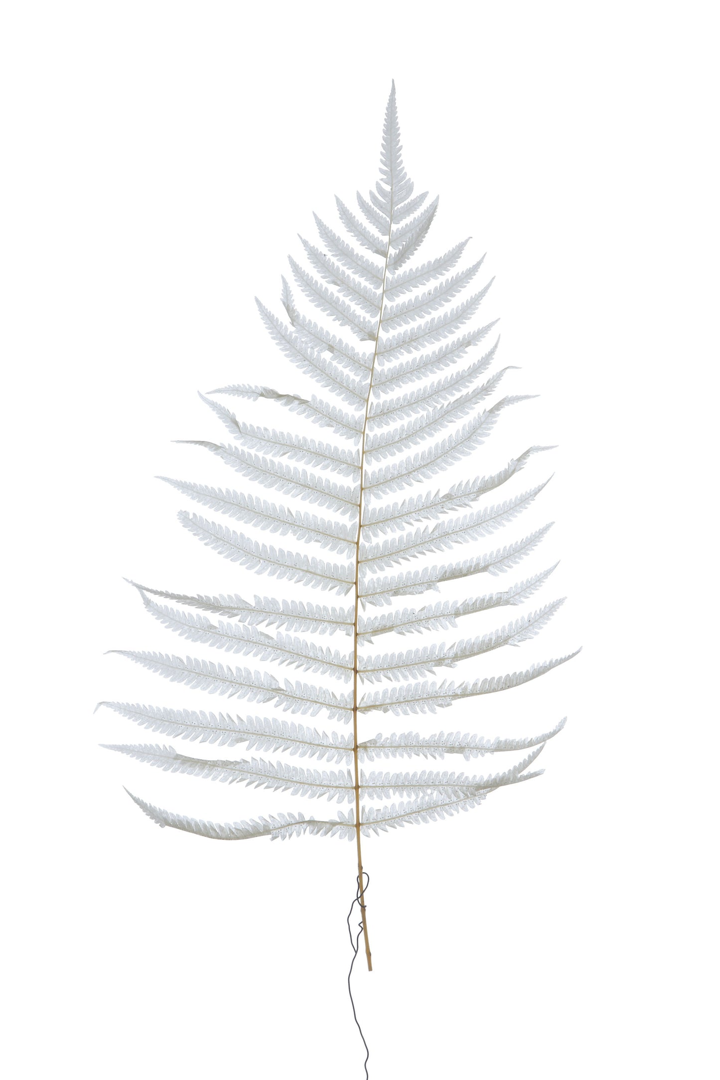 16" H Dried Natural Fern Leaf