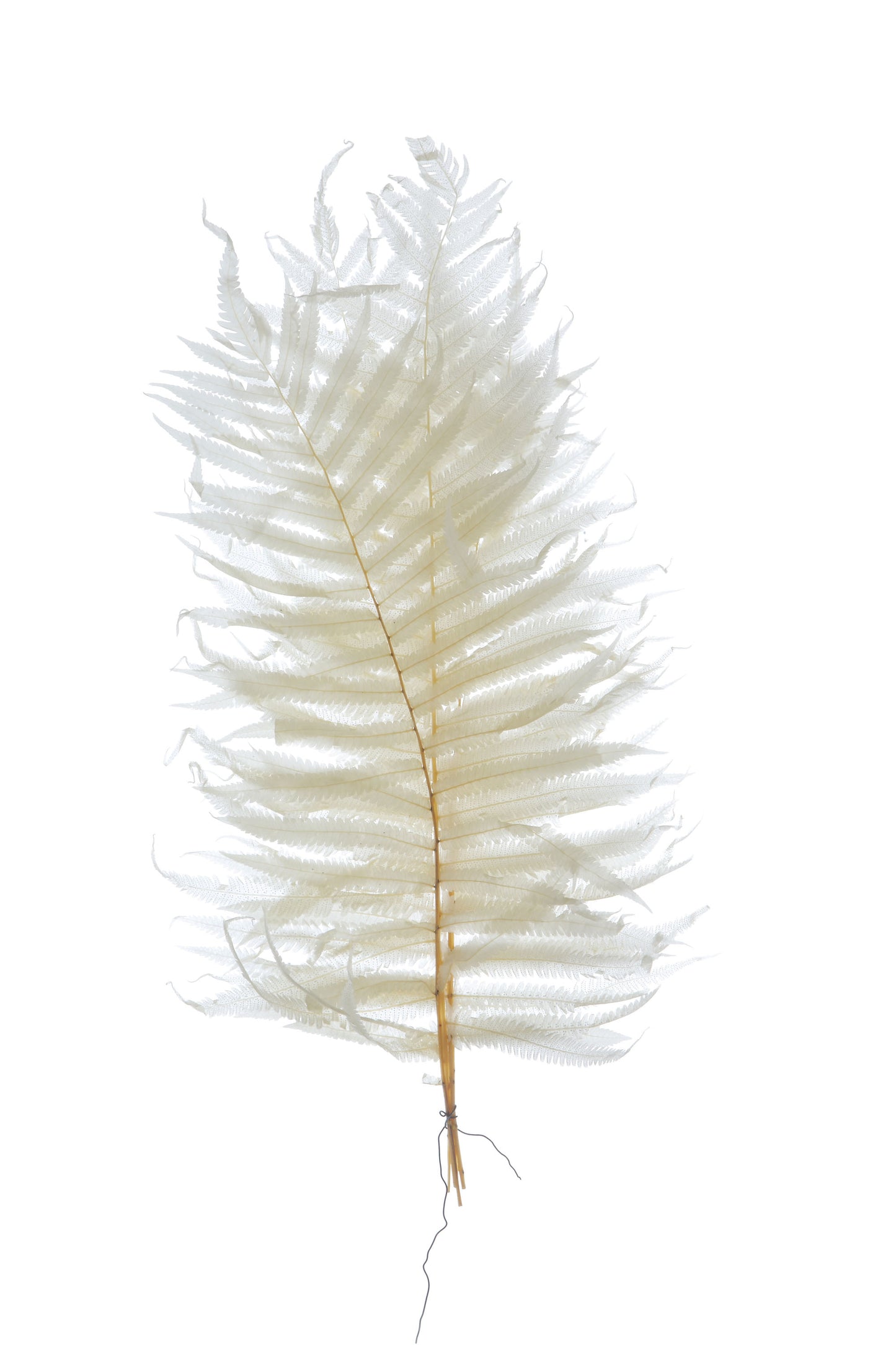 16" H Dried Natural Fern Leaf