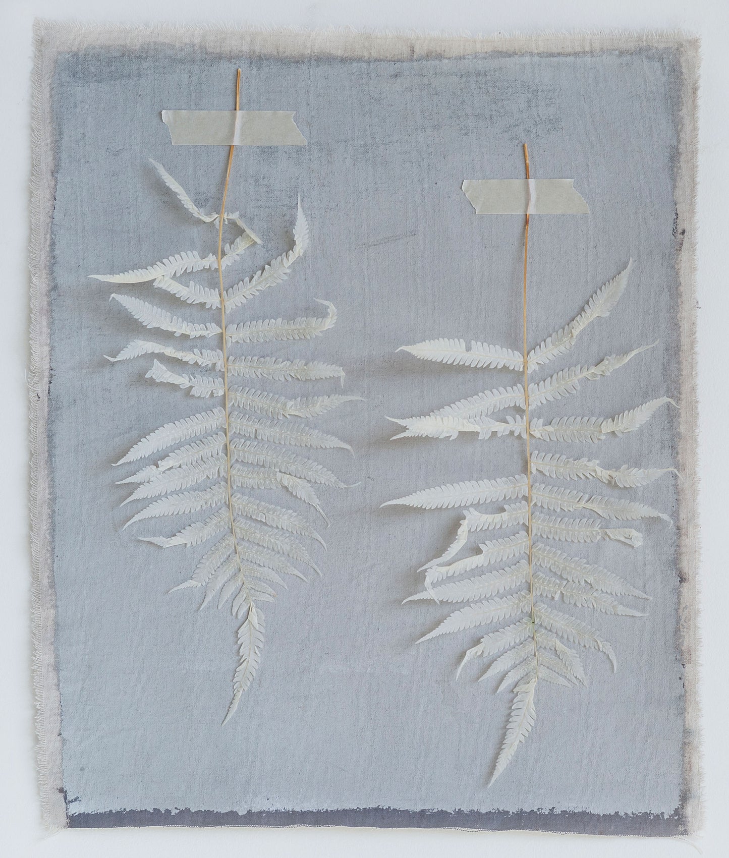 16" H Dried Natural Fern Leaf