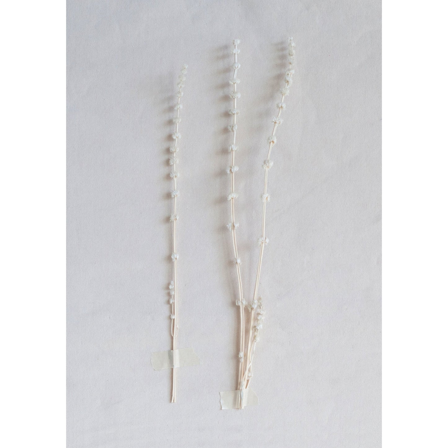 19.5"H Dried Natural Lion's Tail Bunch
